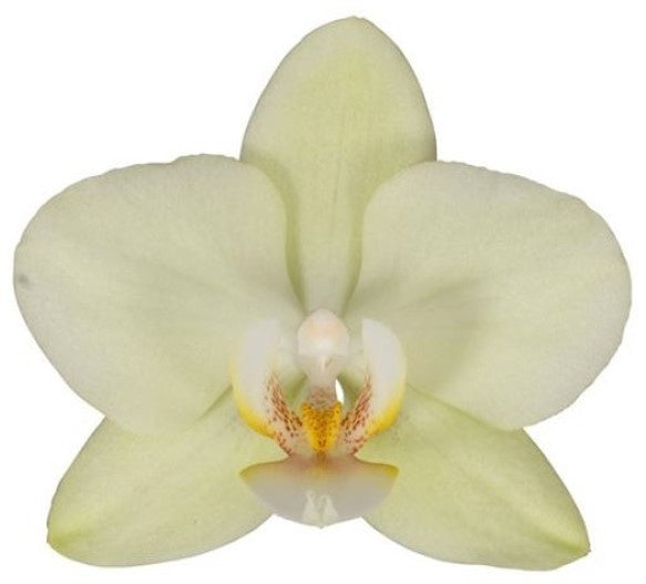 Phalaenopsis yellow 45cm 12cm Pot