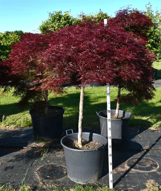 Acer palmatum mix 190cm 65cm Pot