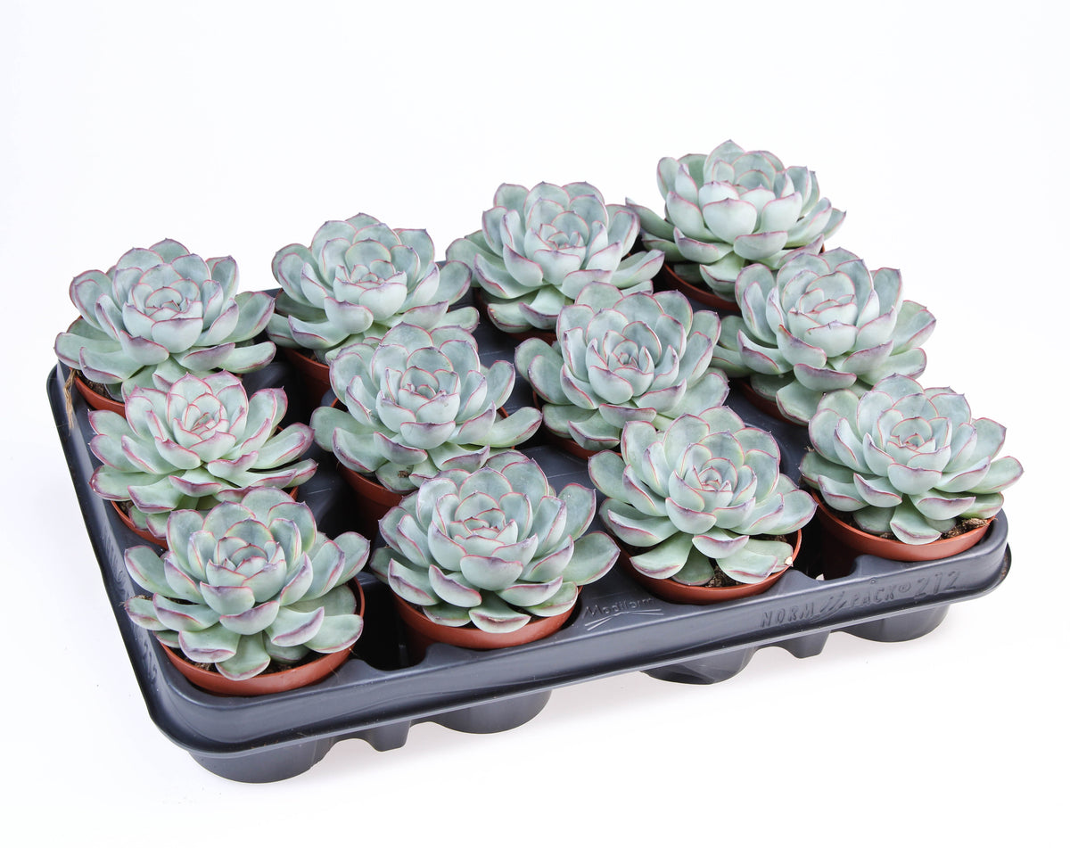 Echeveria Hybrid 10cm 8.5cm Pot