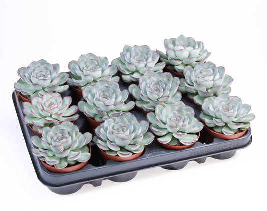 Echeveria Hybrid 10cm 8.5cm Pot