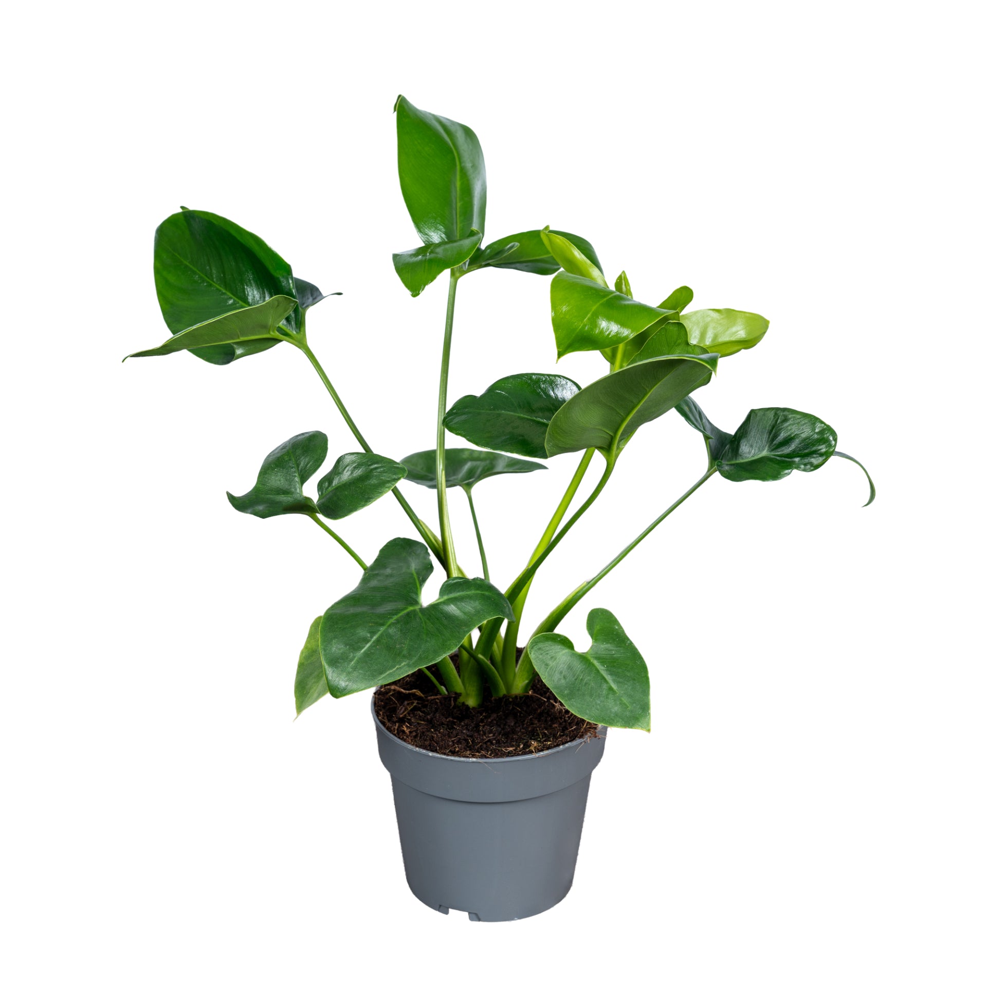 Ichtus Plants Philodendron Fun Bun Pack of 8
