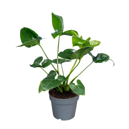 Philodendron Fun Bun 45cm 14cm Pot