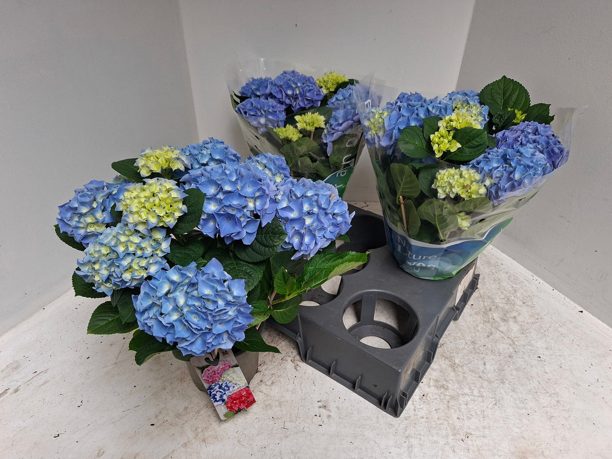 Hydrangea macr. Blauer Zwerg Blue 40cm 15cm Pot