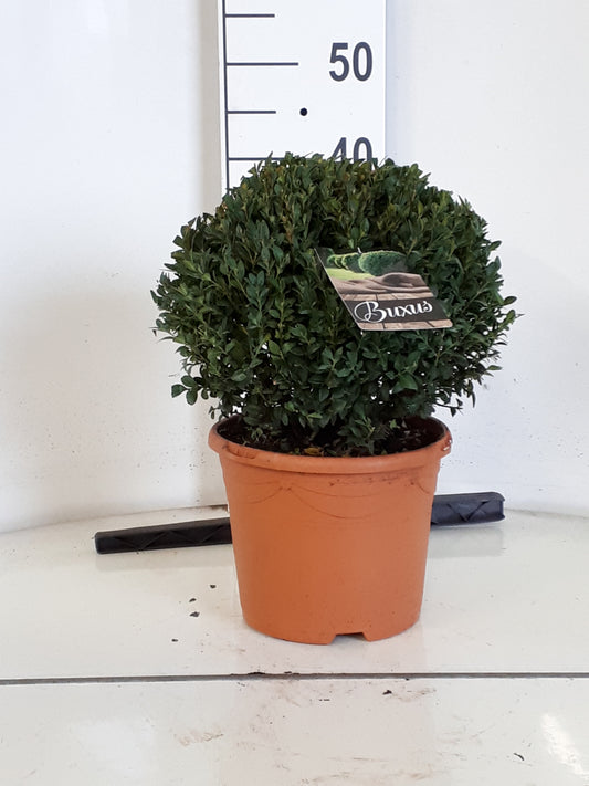 Buxus sempervirens ball 45cm 23cm Pot