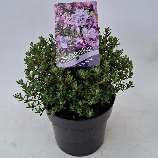 Rhododendron impeditum 20cm 17cm Pot