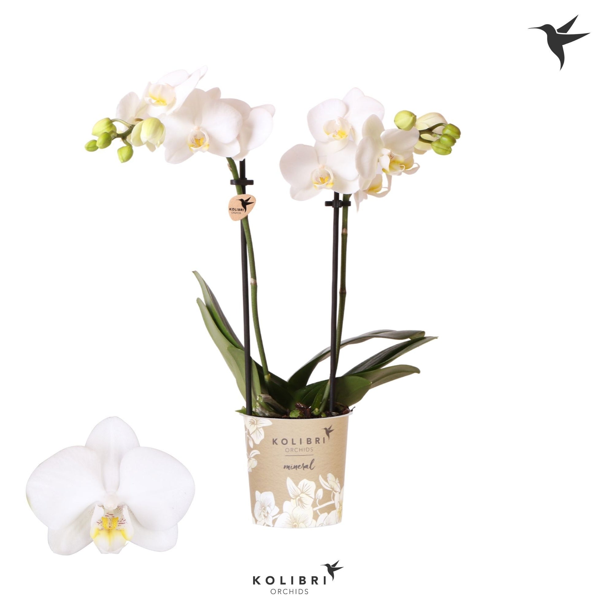 Phalaenopsis mf. Alaska 40cm 9cm Pot