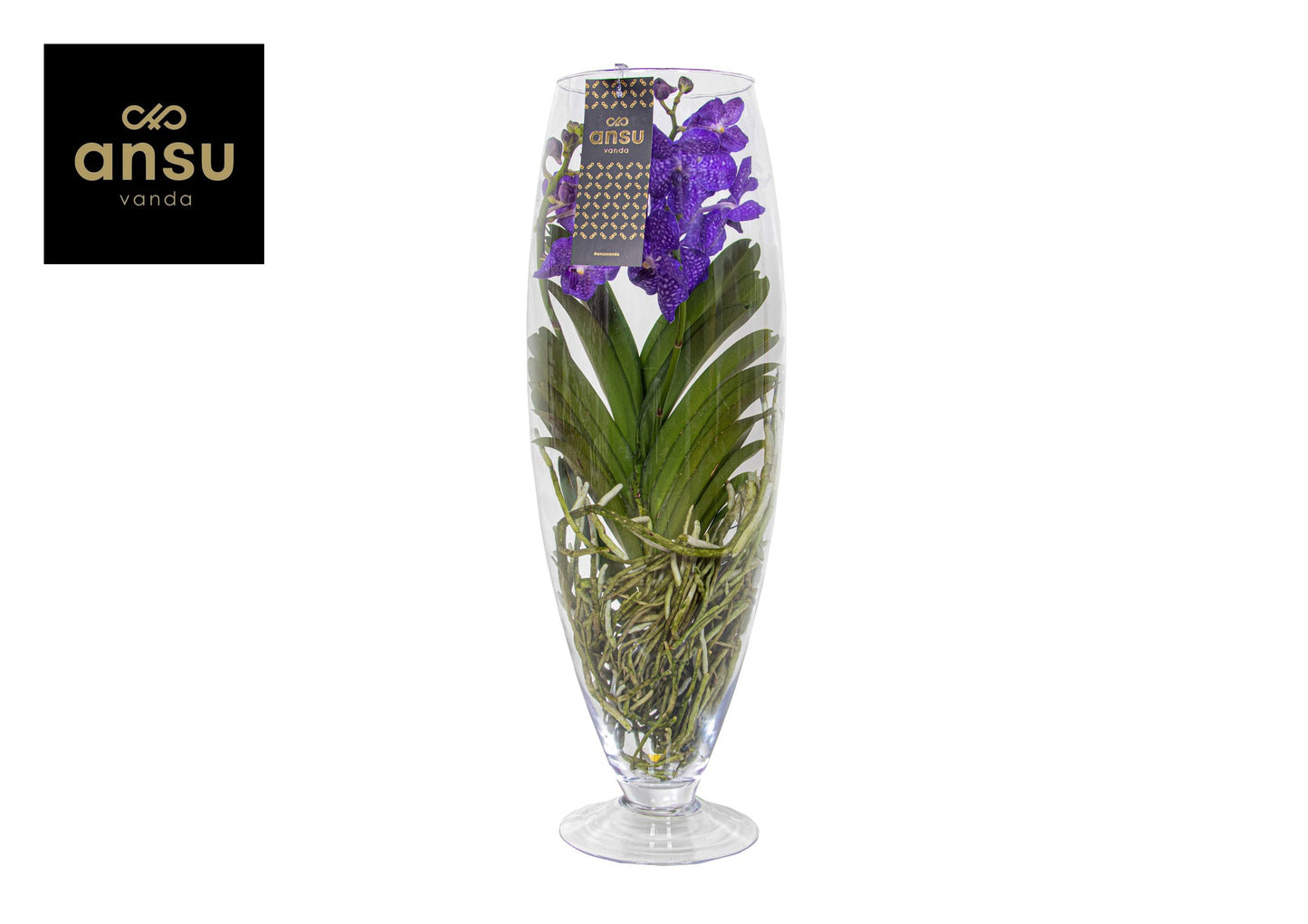 Vanda blue (+ drp.Champagne) 70cm 24cm Pot