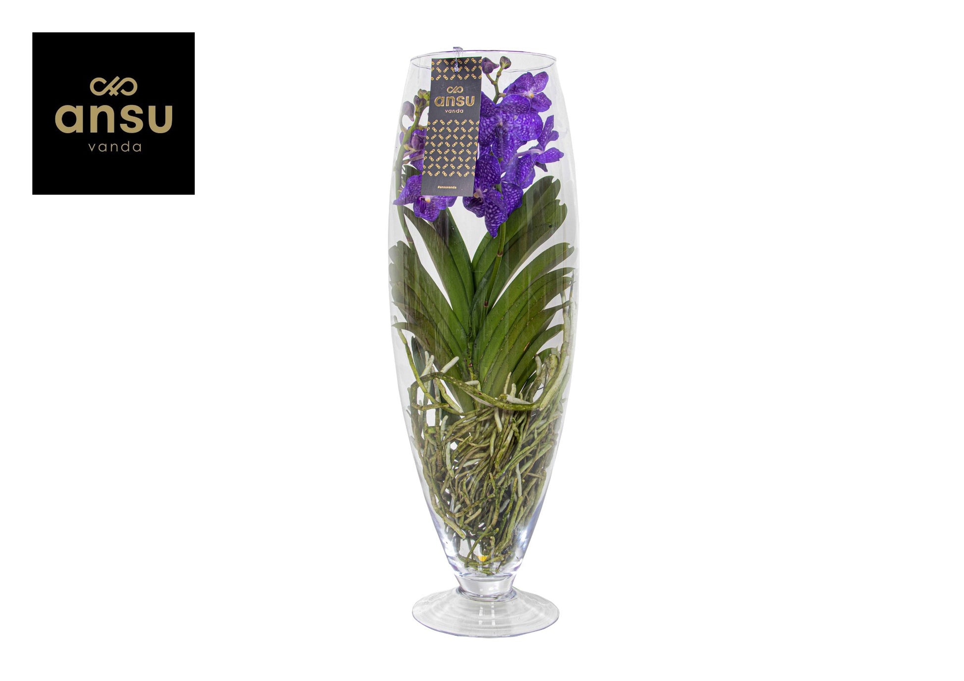Vanda blue (+ drp.Champagne) 70cm 24cm Pot