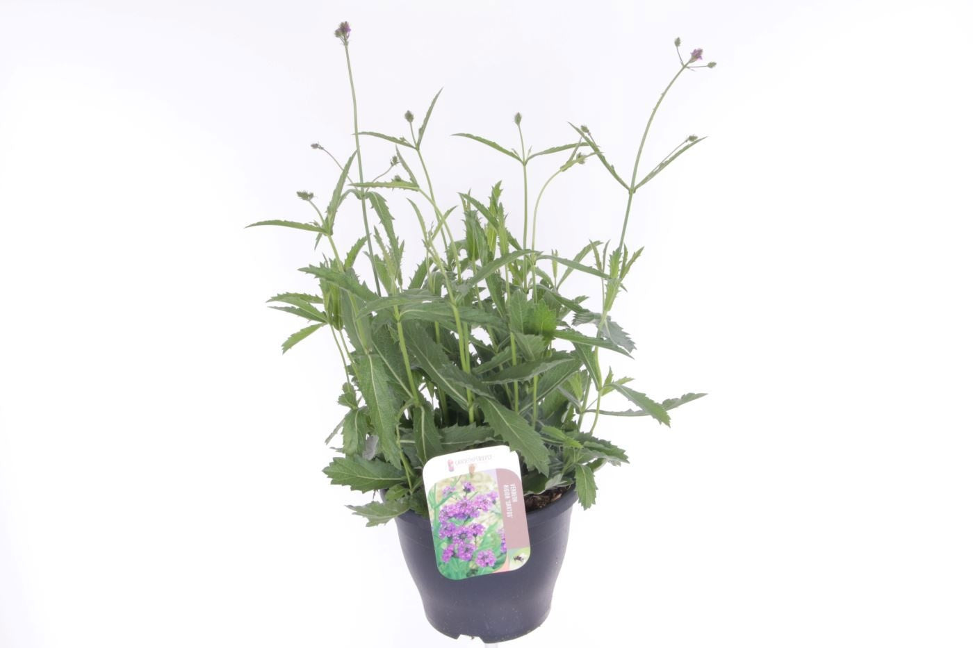 Verbena rigida 50cm 23cm Pot