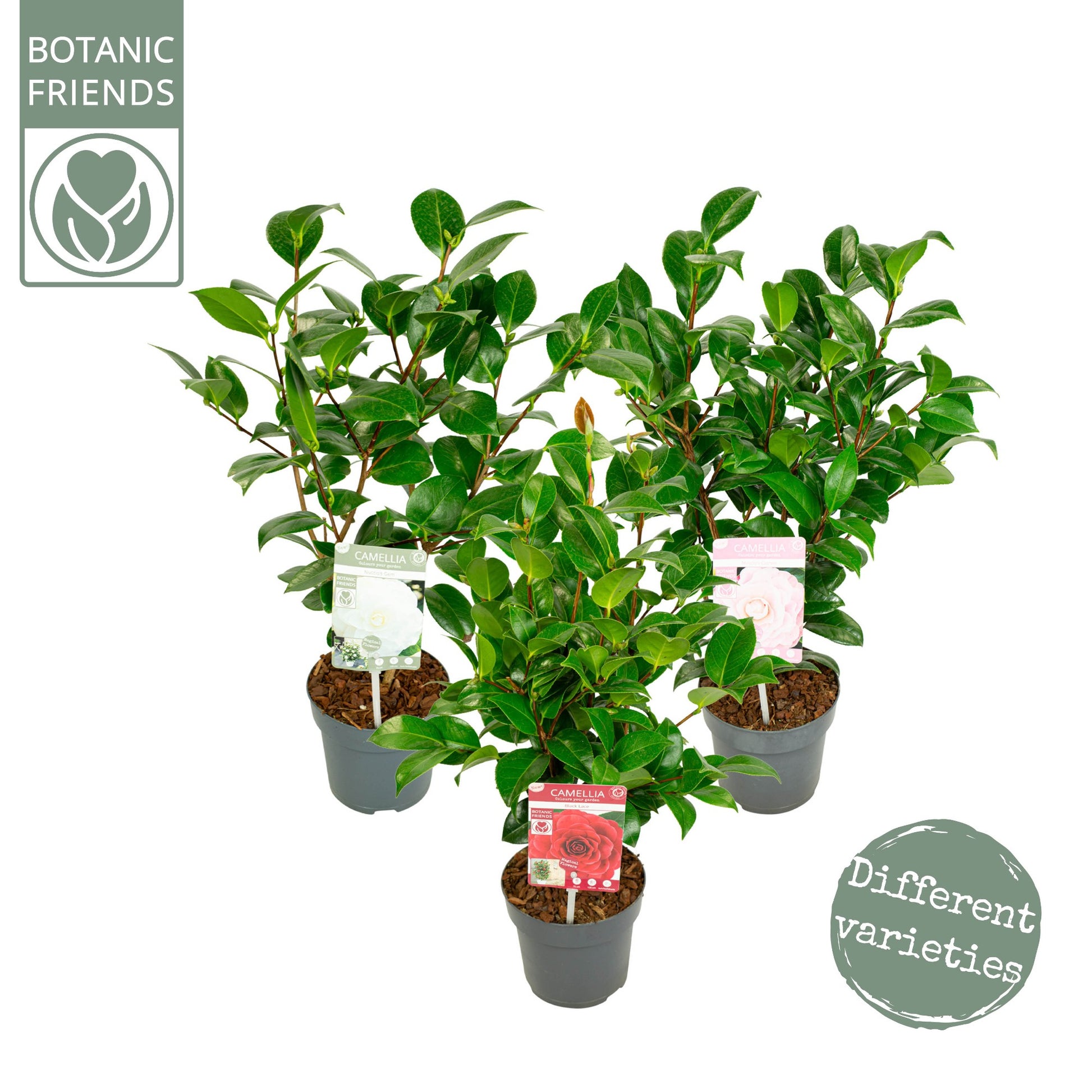 Camellia japonica 40cm 15cm Pot