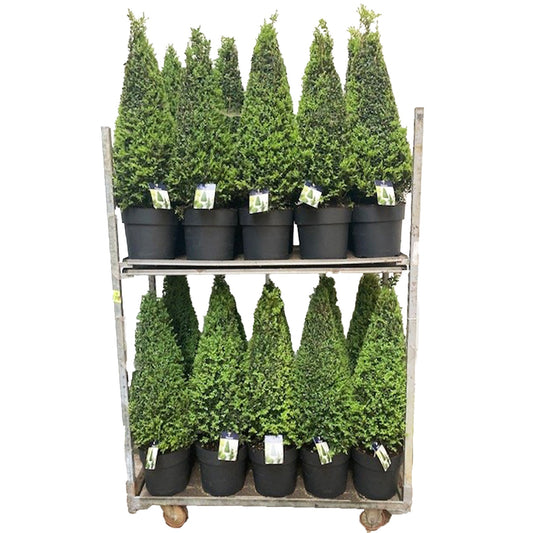 Buxus sempervirens ball 90cm 27cm Pot