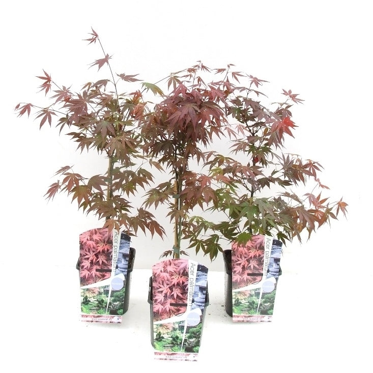 Acer Atropurpureum 60cm 19cm Pot