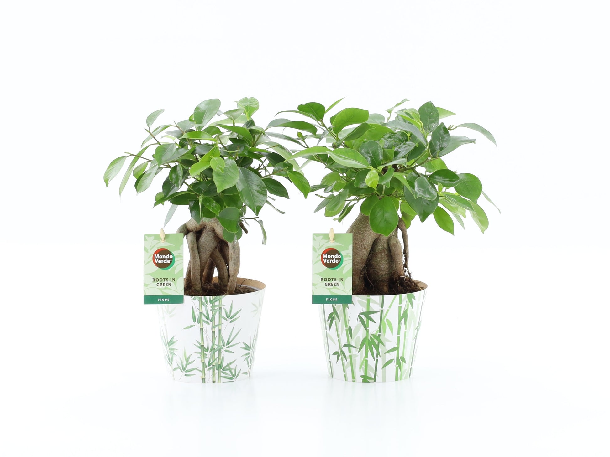 Ficus micr. Bonsai 30cm 12cm Pot