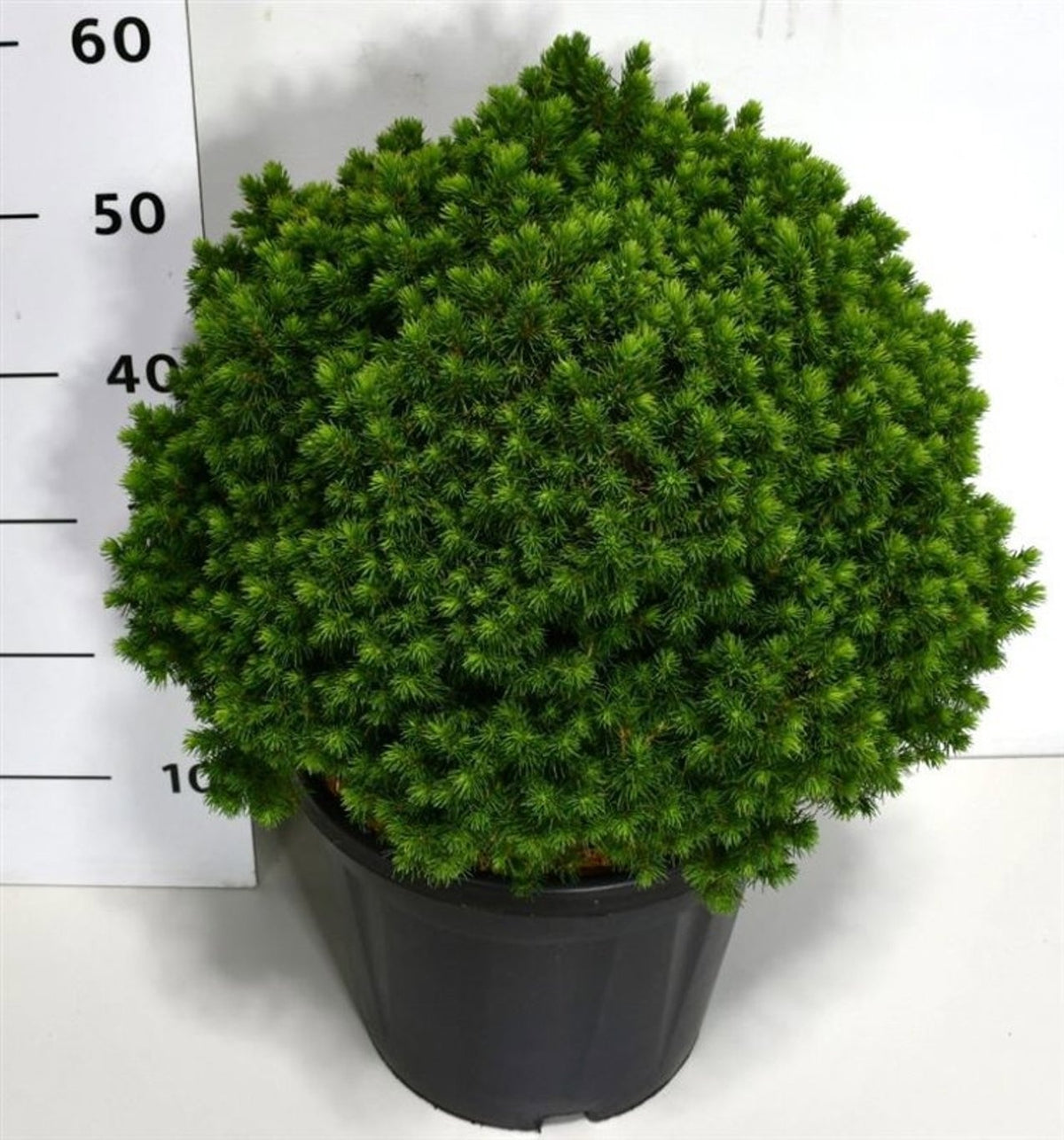 Picea gl. Alberta Globe 55cm 32cm Pot