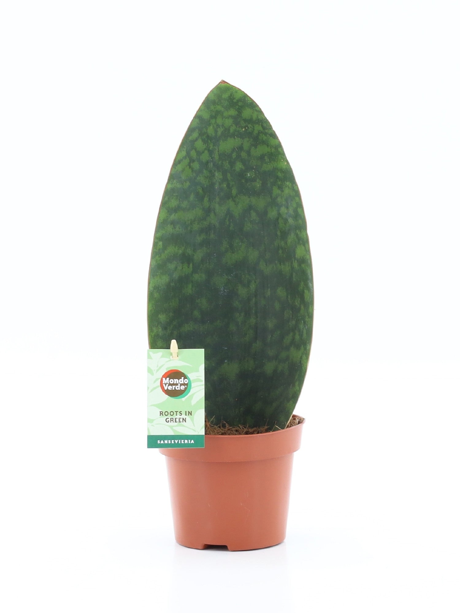 Sansevieria grandis 35cm 12cm Pot