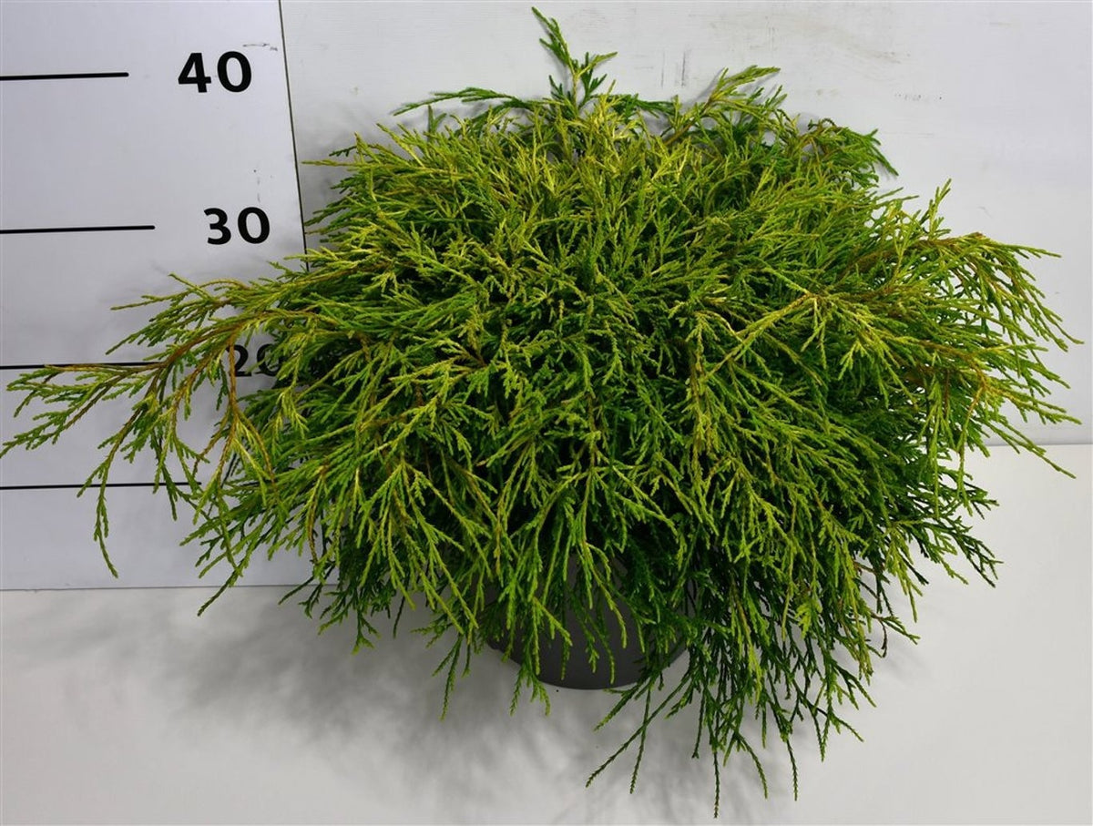 Chamaecyparis Sungold 45cm 26cm Pot