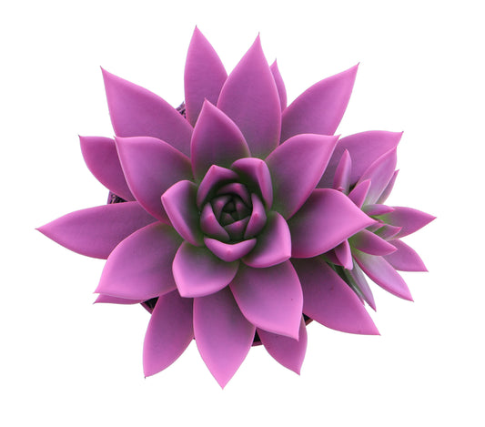 Rainbow cerise 246 12cm 510cm Pot