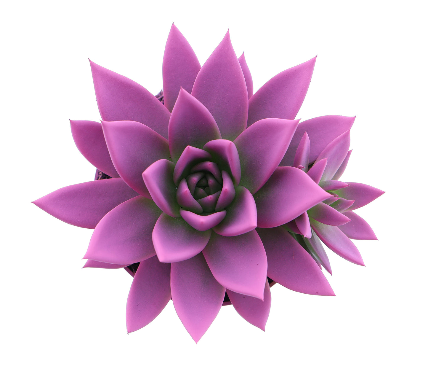 Rainbow cerise 246 12cm 10.5cm Pot