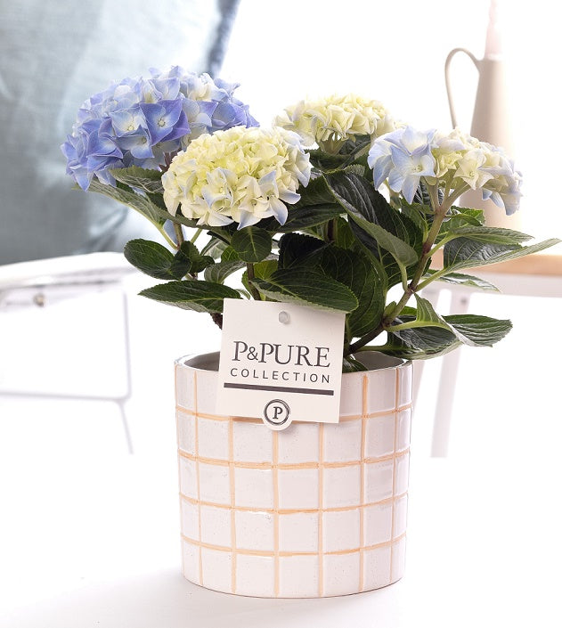 Hydrangea Early Blue 30cm 10cm Pot