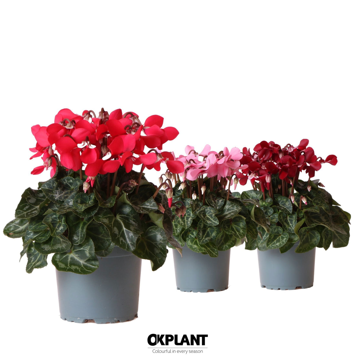 Cyclamen Djix 25cm 12cm Pot