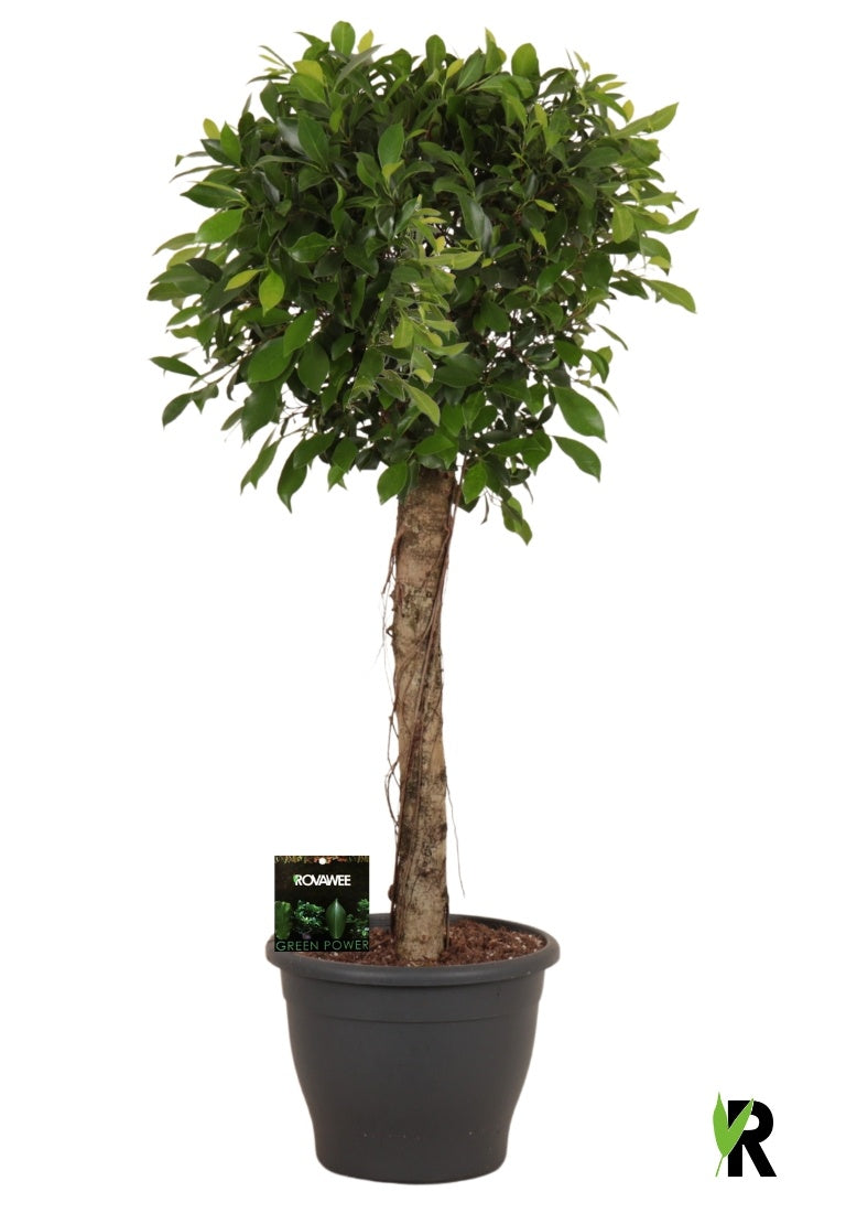 Ficus microcarpa 140cm 32cm Pot
