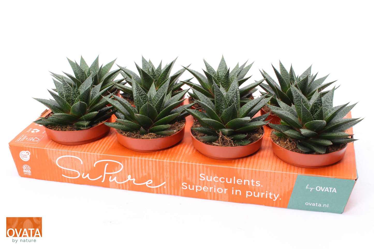 Gasteria Noa 15cm 12cm Pot