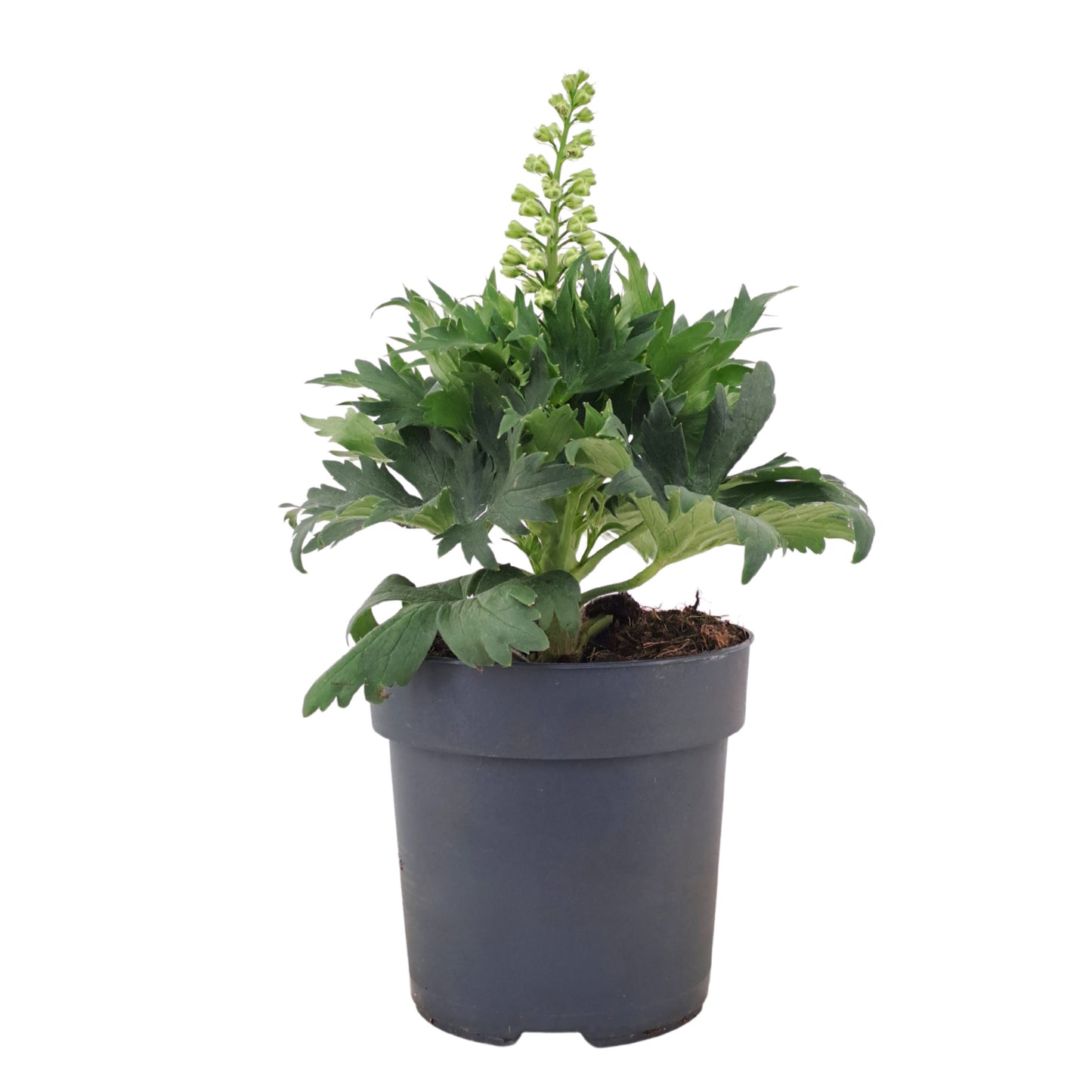 Delphinium Delgenius Shelby 40cm 17cm Pot