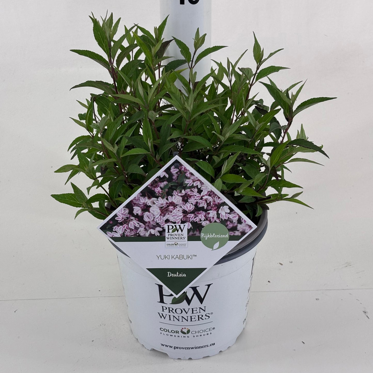 Deutzia 30cm 19cm Pot