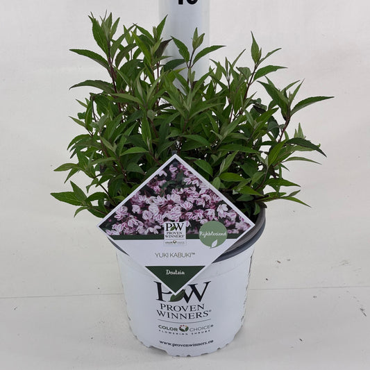 Deutzia 30cm 19cm Pot