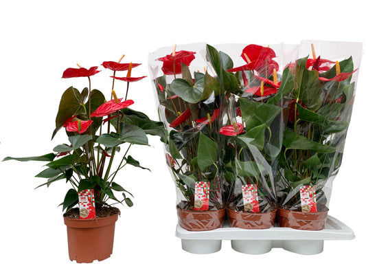 WE-Plants Anthurium Idaho Pack of 6