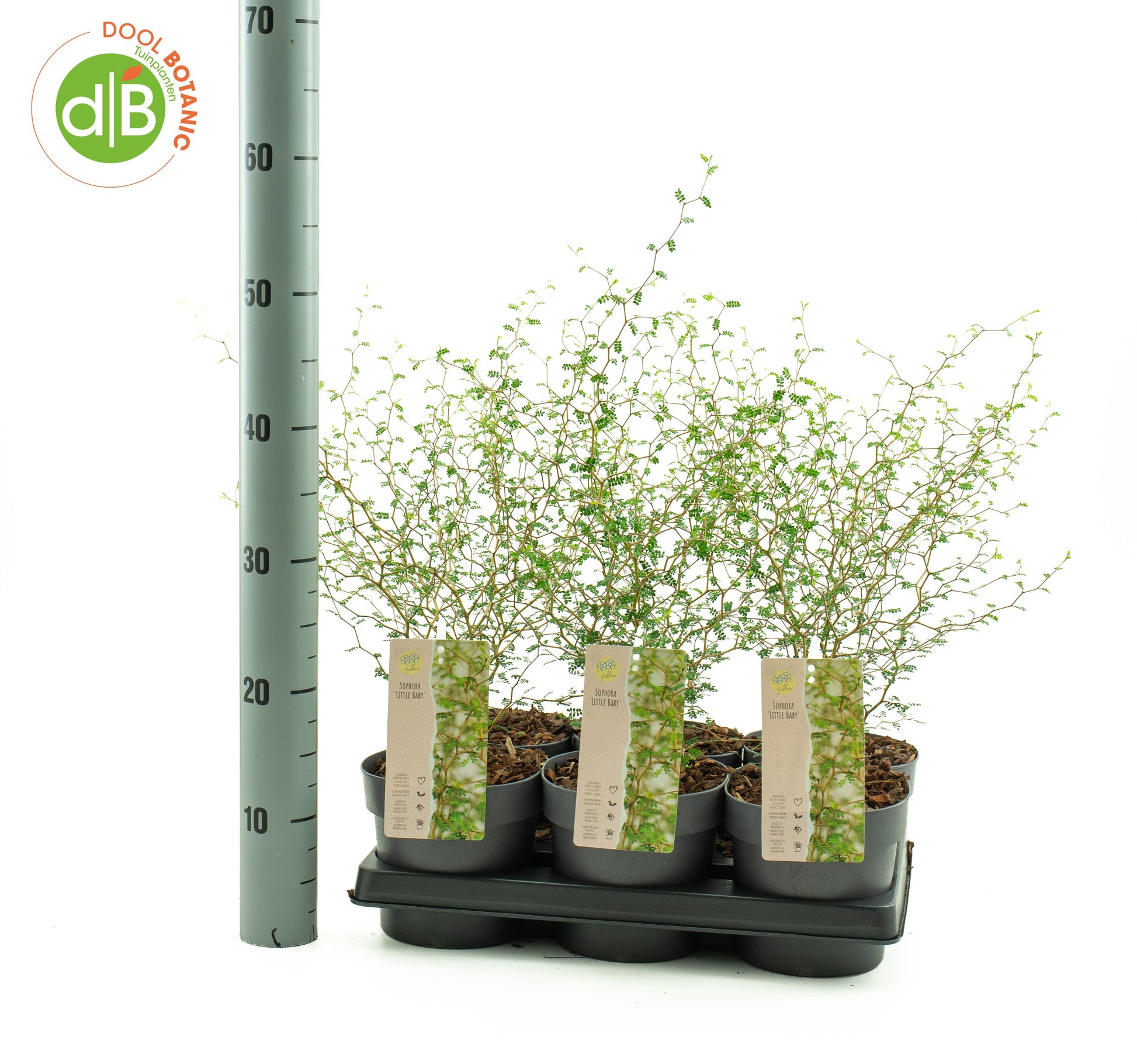 Sophora pros. Little Baby 30cm 15cm Pot