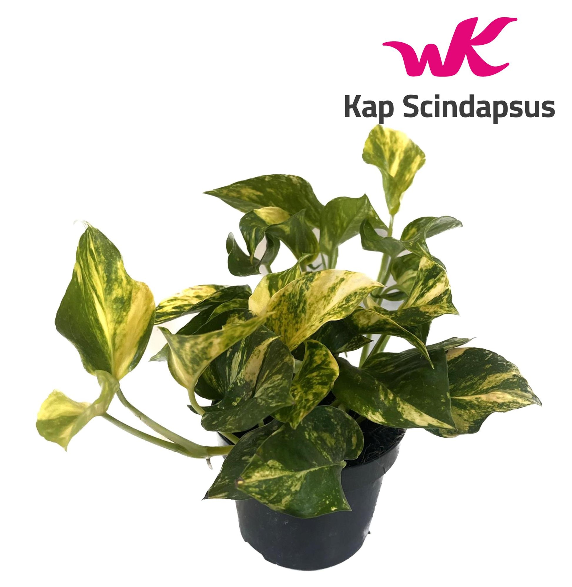 Kap Scindapsus Epipremnum pinnatum N'Joy Gold Pack of 10