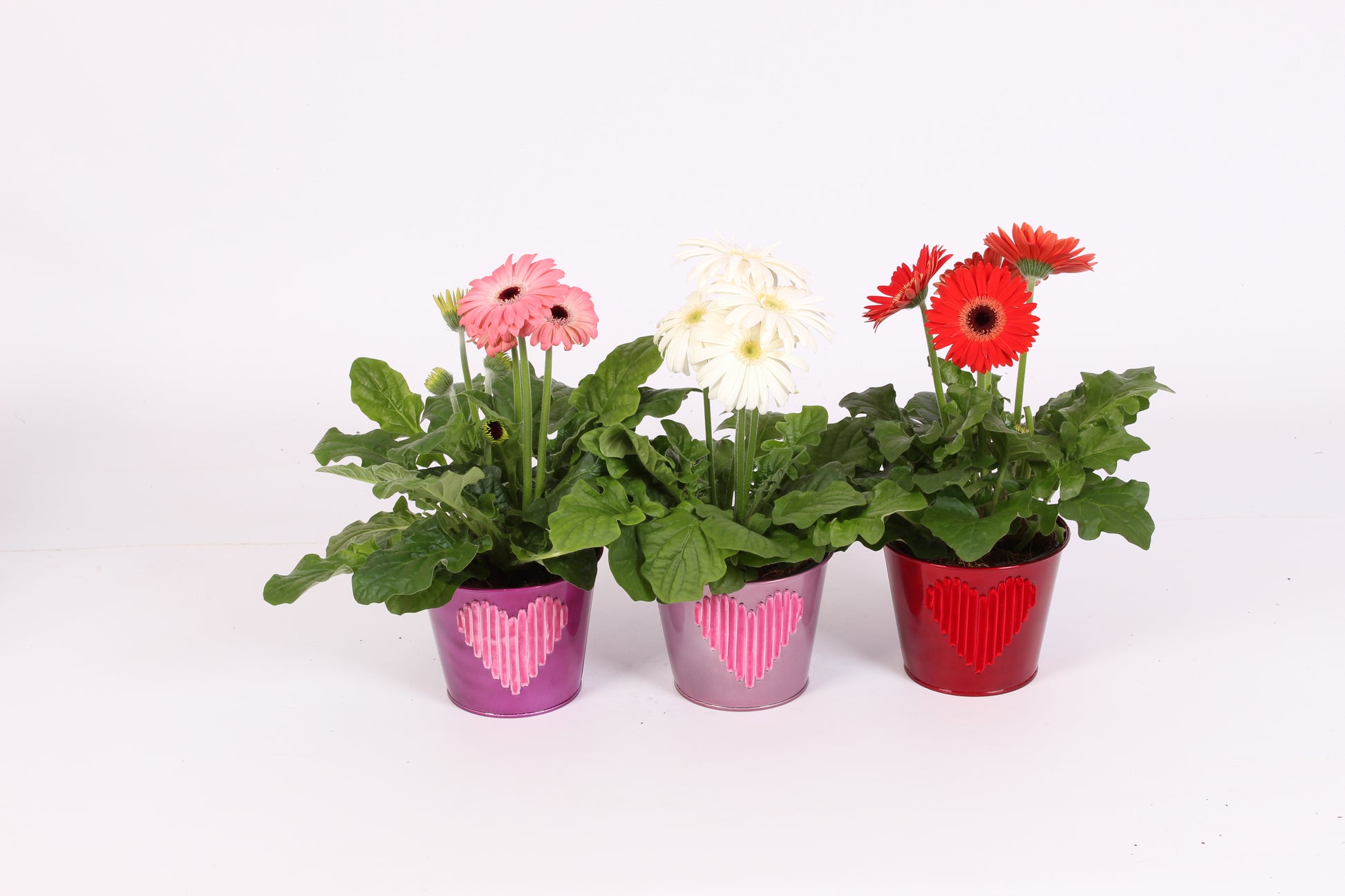 Velden, Firma Freek v.d. Gerbera mix (+ drp.zink+hart) Pack of 6