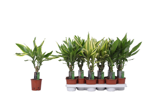 Dracaena fragrans mix 35cm 11cm Pot