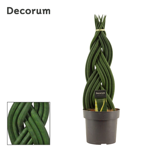 Sansevieria cylindrica 55cm 17cm Pot