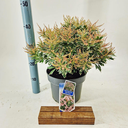 Pieris japonica Ralto Rose 40cm 23cm Pot