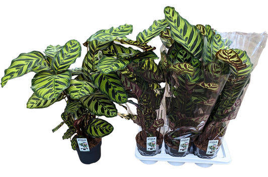 Calathea makoyana 60cm 17cm Pot