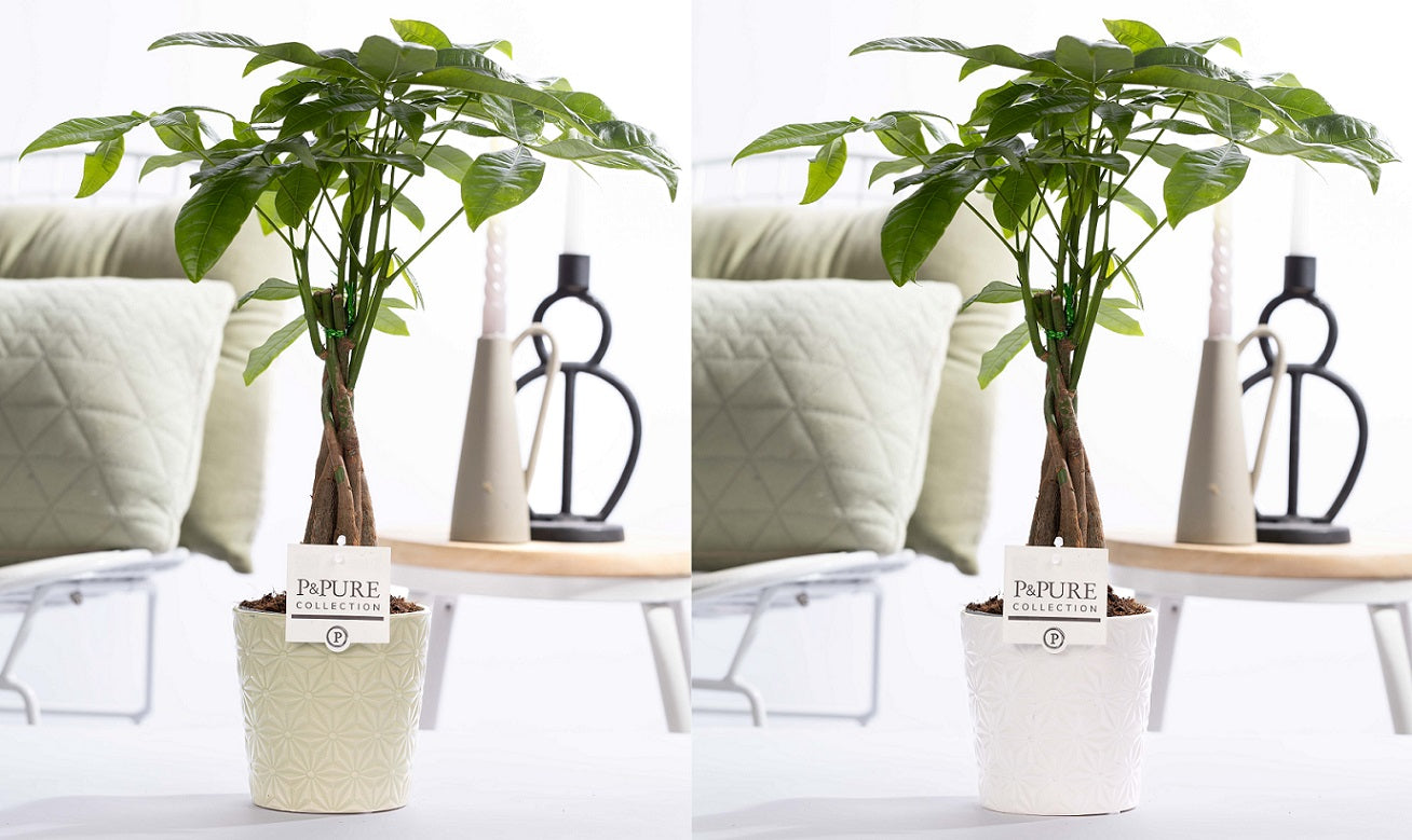 Pachira aquatica 45cm 12cm Pot