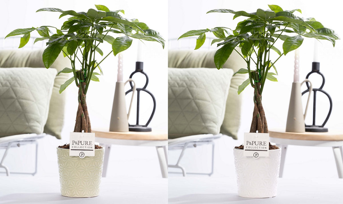 Pachira aquatica 45cm 12cm Pot