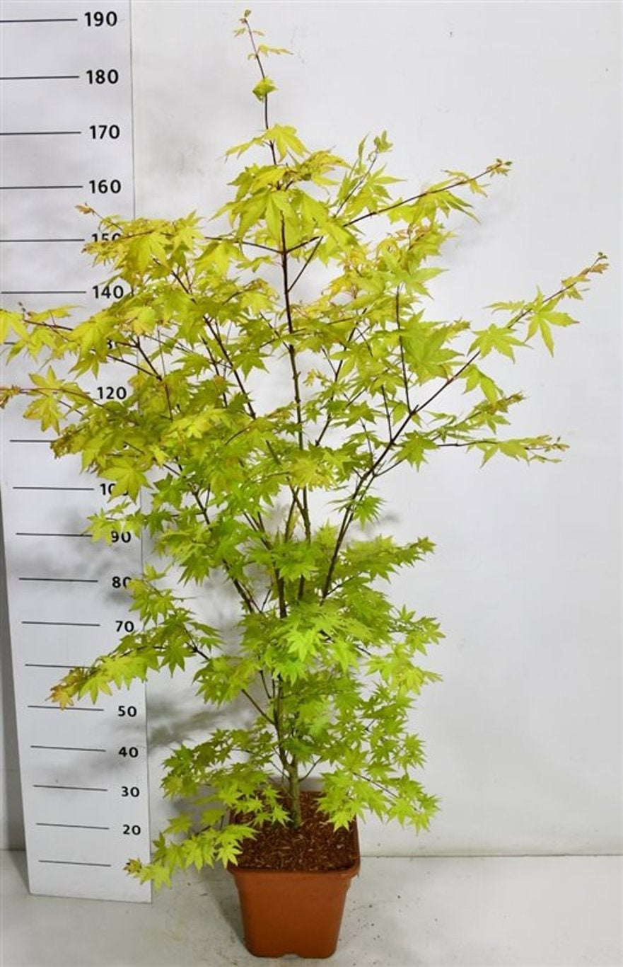 Bloemenkampen BV, Hkw. de Acer Summer Gold Pack of 1