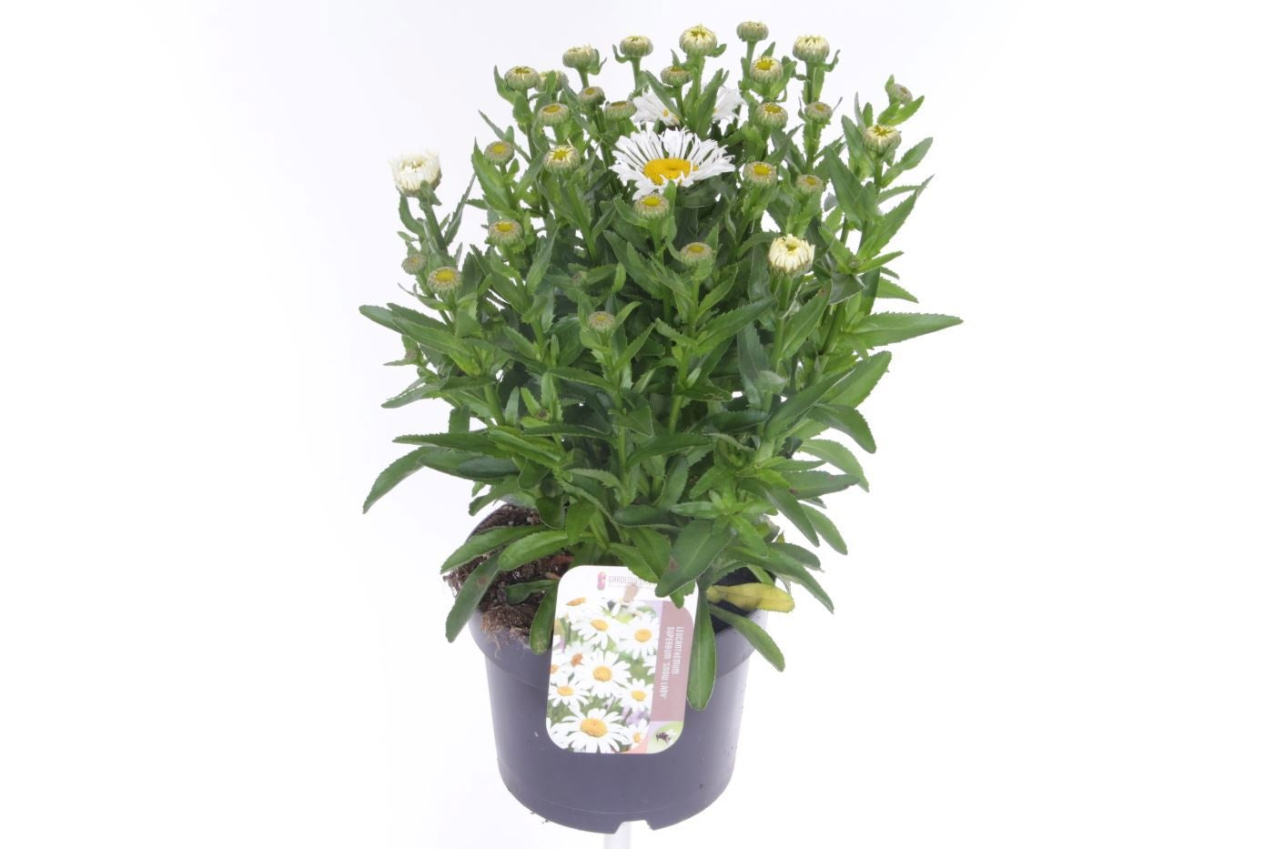 Leucanthemum max. Oh La Lacrosse 40cm 17cm Pot