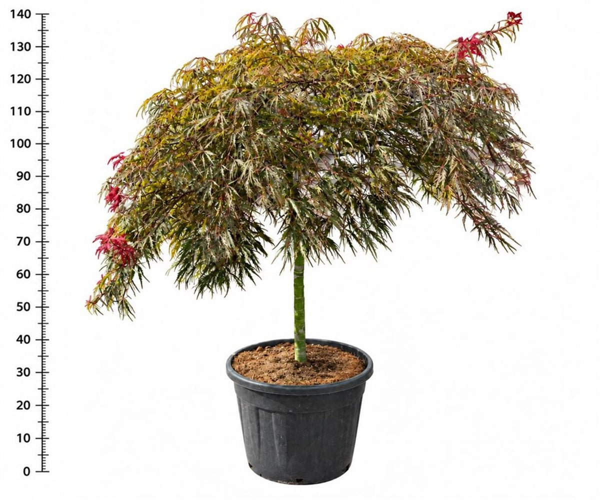 Acer palm. Tamukeyama 140cm 55cm Pot