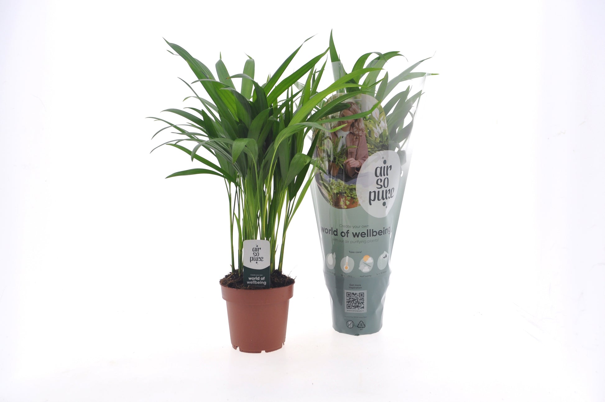 Dypsis lutescens 40cm 12cm Pot
