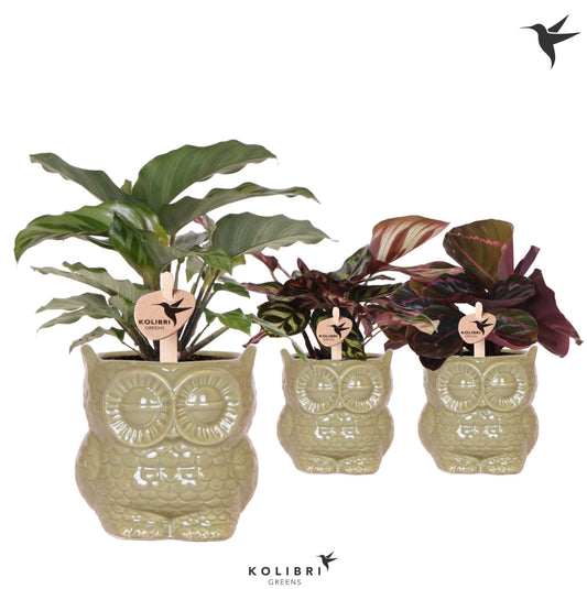 Calathea mix 25cm 9cm Pot