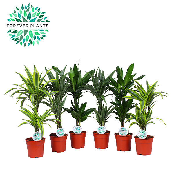 Forever Plants Group Dracaena fragrans Deremensis mix Pack of 6