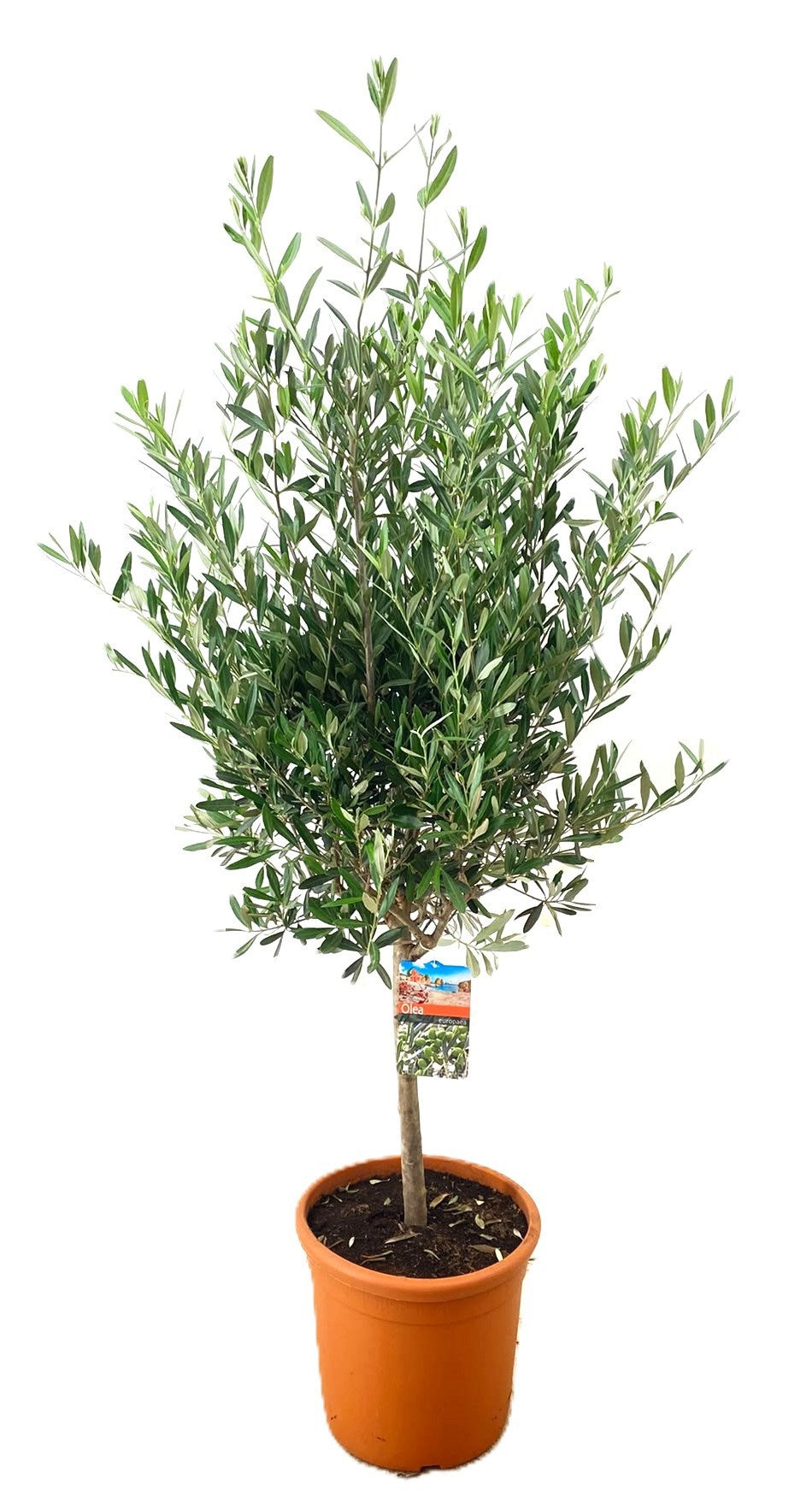 Olea europaea 150cm 32cm Pot