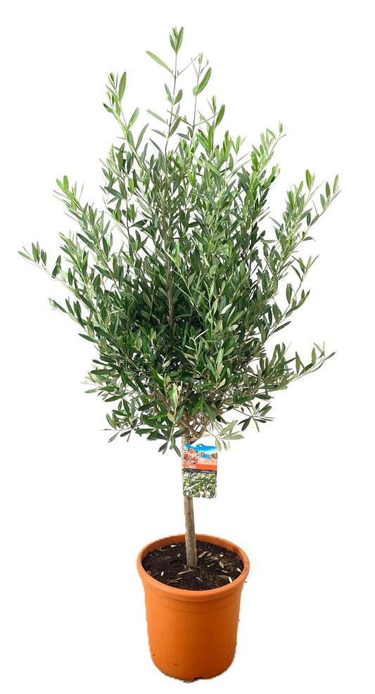 Olea europaea 150cm 32cm Pot