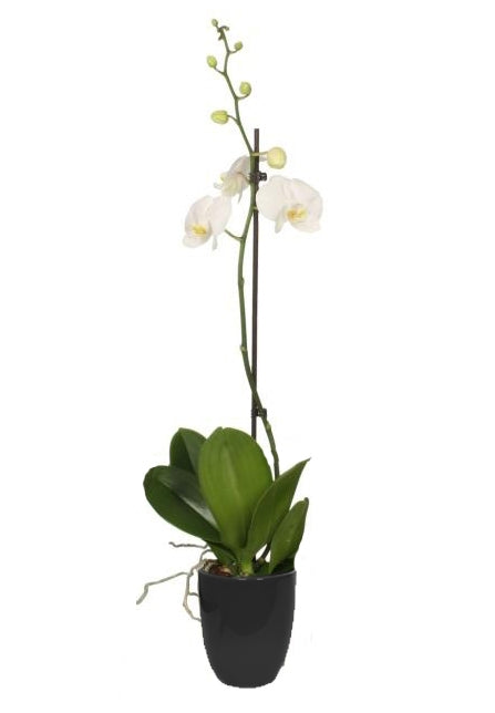 Phalaenopsis white 60cm 12cm Pot