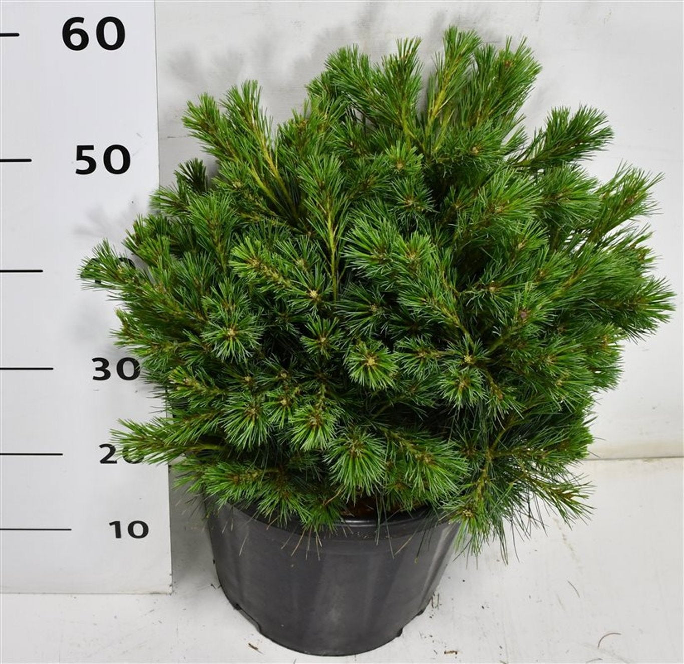 Pinus thunbergii 60cm 32cm Pot