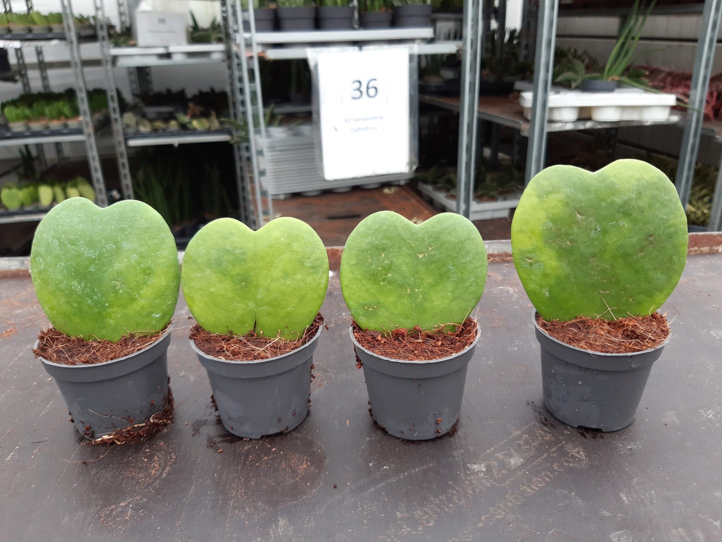 Hoya kerrii 11cm 6cm Pot